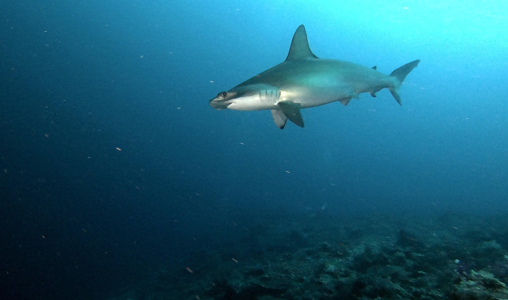 Banda Sea 2018 - 2 - Hammer Shark - Requin marteau.jpg